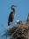 IMG_0528 Heron with Young©