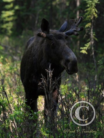 IMG_4767 Bull Moose©