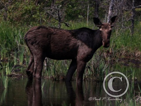 IMG_5764 Bull Moose©