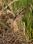 IMG_1951   Young Great Horned Owl©