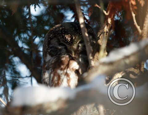 1_JAN_IMG_5267_Boreal Owl