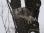 BarredOwl_IMG_0792 18x12