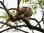 IMG_8532 Redtailed Hawk ©
