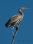 IMG_0602 Heron perched©