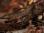 10_OCT_IMG_4843_Ruffed_Grouse copy