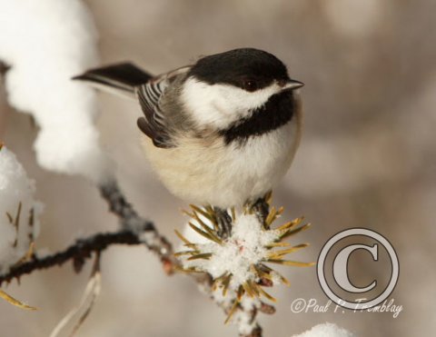 2_FEB_IMG_5491_Black_Capped Chickadee copy