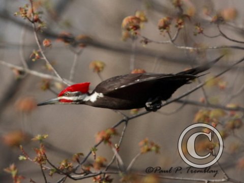 IMG_0400 Piilated WoodPecker©