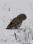 BarredOwl_IMG_0722 12x18