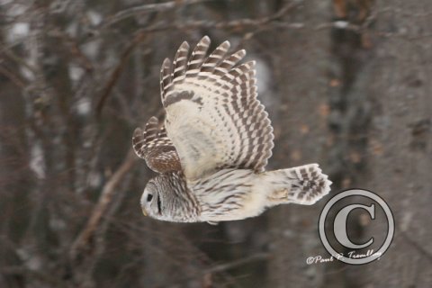 BarredOwl_IMG_0769 18x12