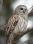 BarredOwl_IMG_9338 12x18