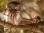 3_MARCH_IMG_5314_Northern_Saw_Whet_Owl